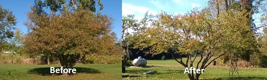 beforeaftertreetrim